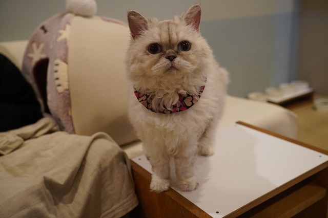 乗っかるしずくちゃん