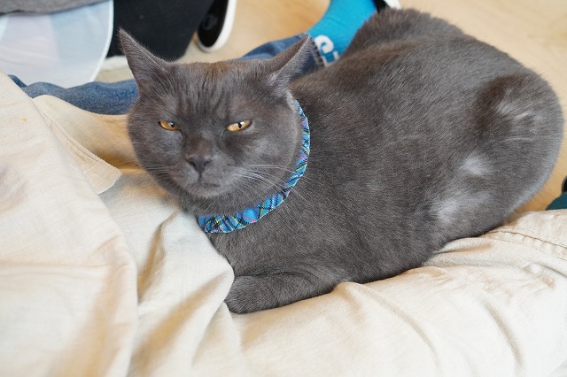 大猫ひざ乗りトリュフくん