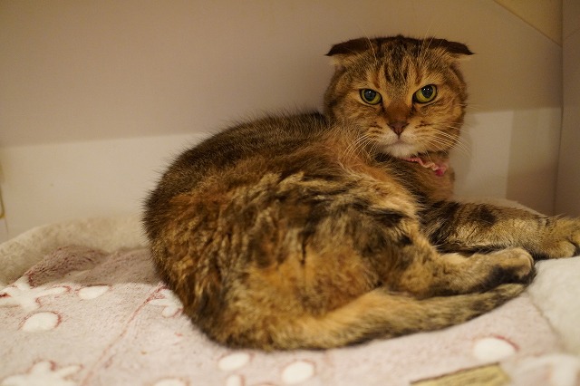 出場機会が少しずつ増えてます