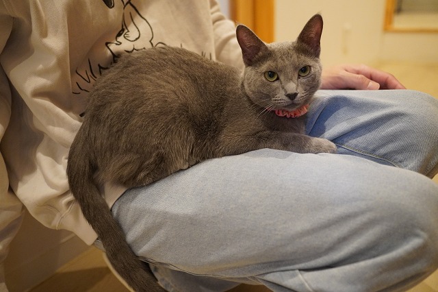 どこでも乗るローズちゃん