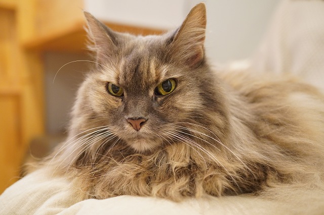 こむぎちゃんの長時間乗り