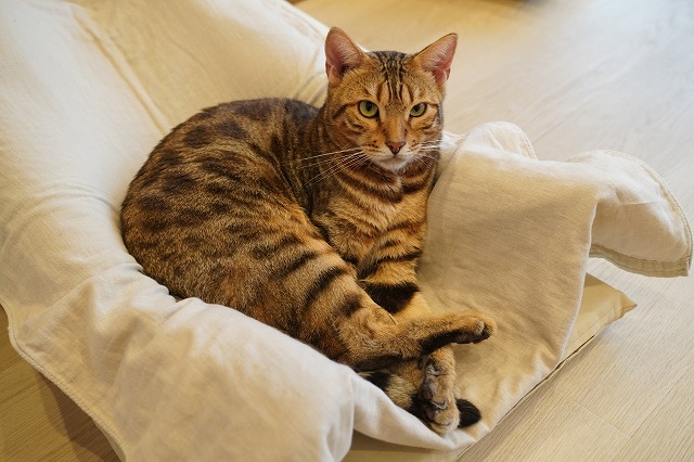 おひざ乗り本領発揮金時くん