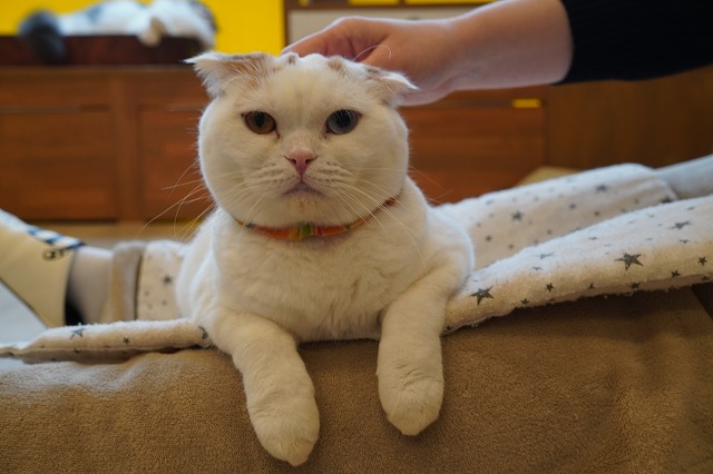 乗ってなでなで、ふみふみ～マフィンくん