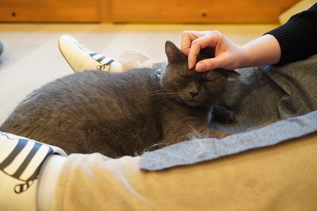 呼んだら撫でられに来るトリュフくん