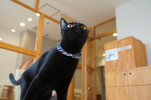 うにくんジャンプ！