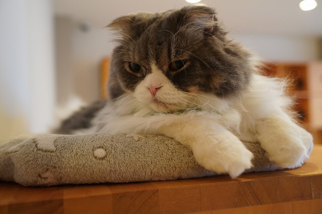 ほのぼのミントくん