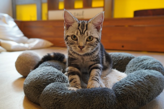 ふみふみあずきちゃん