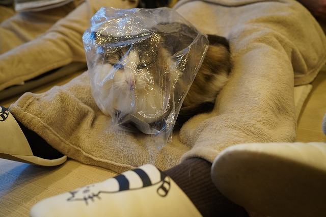 ビニール袋好きボンボンちゃん