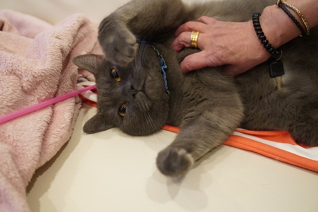 撫でられ好きのトリュフくん