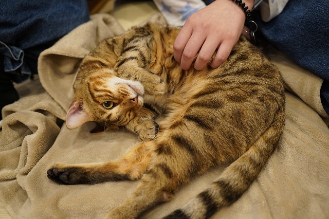 撫でられ金時くん