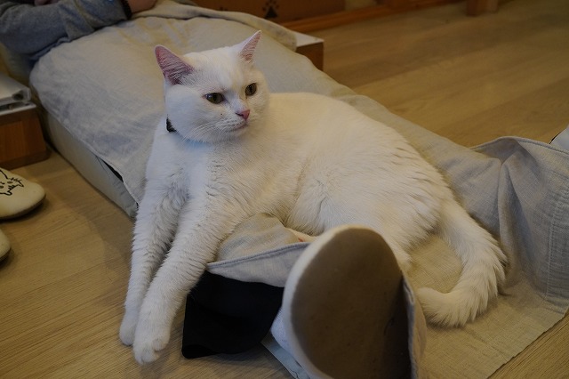 足掛け乗りのミルクんです