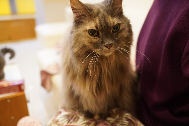 乗るわよ箱猫こむぎちゃん