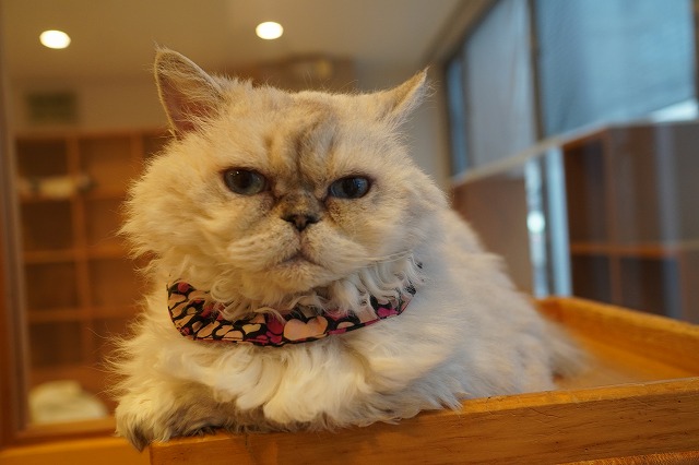 ご機嫌なしずくちゃん