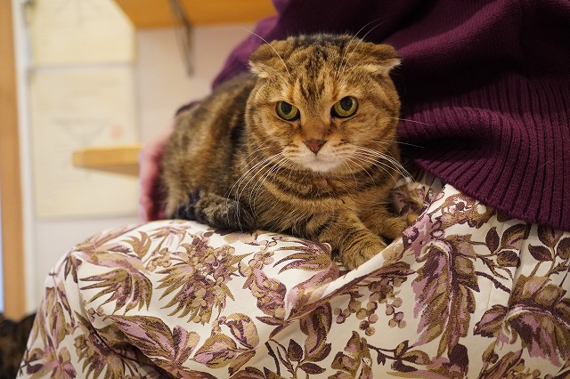 カウンターからのおひざ乗り