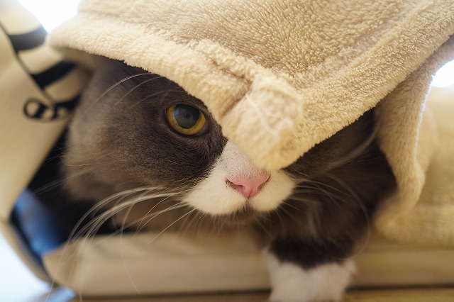 入り乗りラムネくん