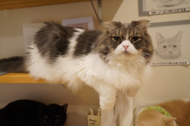 クレープ包み乗りミントくん