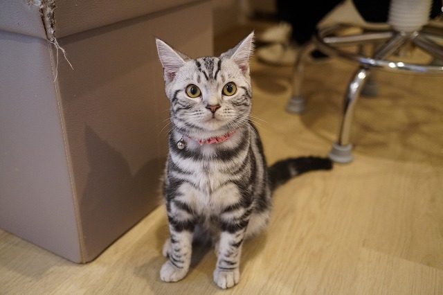 遊び好きあずきちゃん