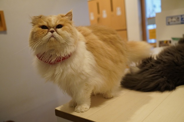 ご飯とお水で出動します