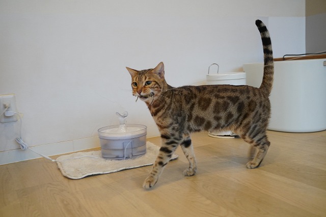 ひっぱる金時くん