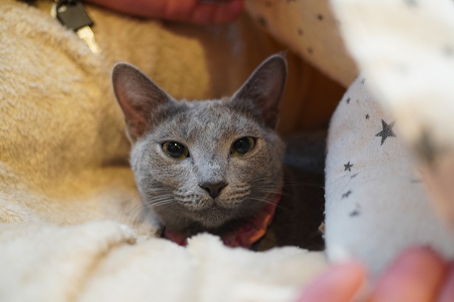 活躍するローズちゃん