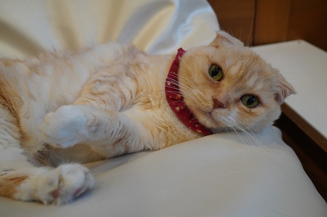 乗るよくるみちゃん