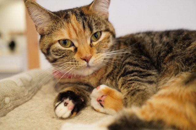 まったりあられちゃん