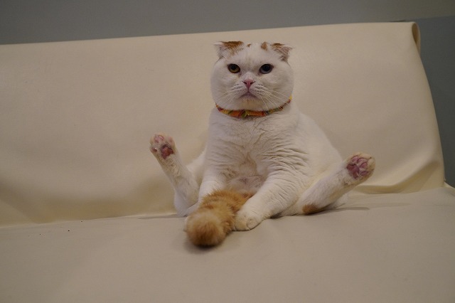 マフィンくん３才