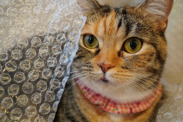 あられちゃん開眼する