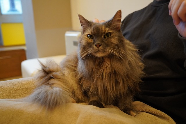 背中乗りもするこむぎちゃん