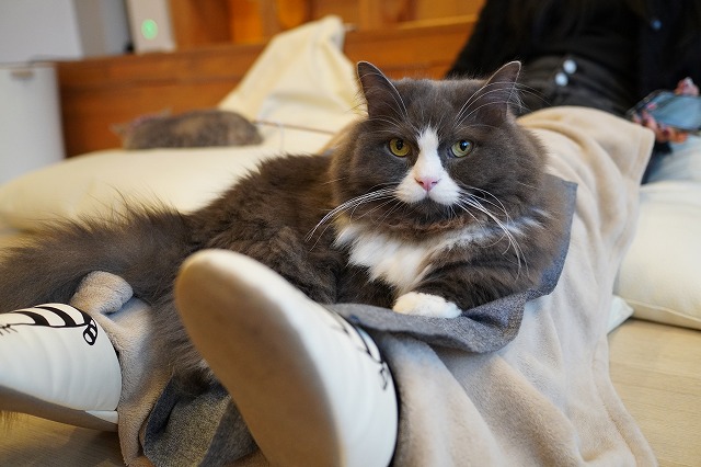 ラムネくんも乗るよ