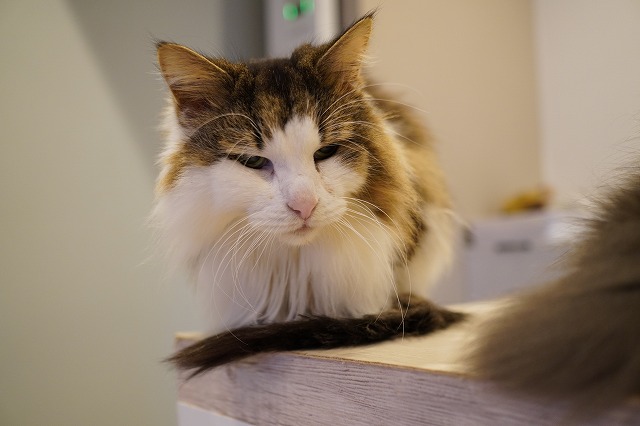 マイペースのボンボンちゃん | 心斎橋の人懐っこい猫カフェCat tail