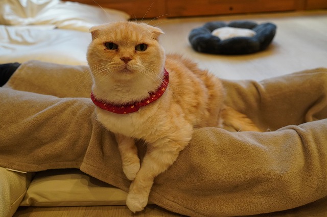 ベテランおひざ乗り猫くるみちゃん