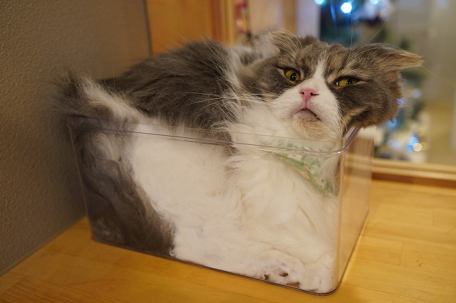 一応乗りますミントくん