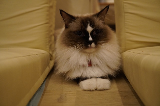 足に潜るよちまきちゃん