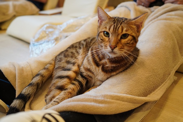 遊んで乗って金時くん