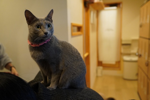 年末年始もかわらず活躍中