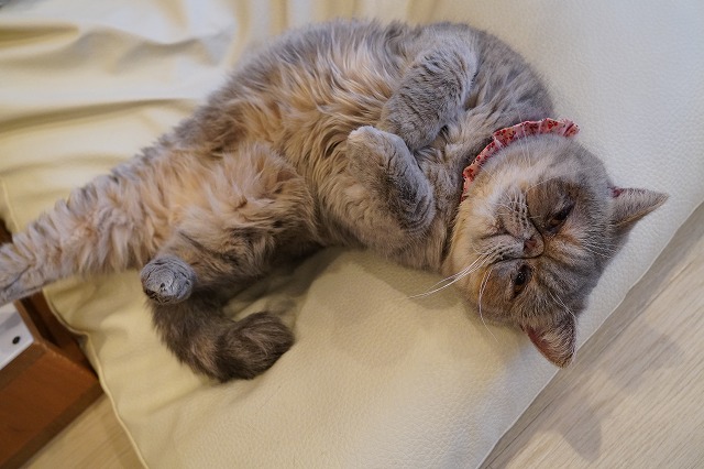 撫でられ担当つくしちゃん