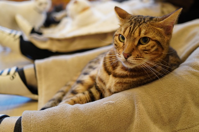 金時くんも年末年始活躍中