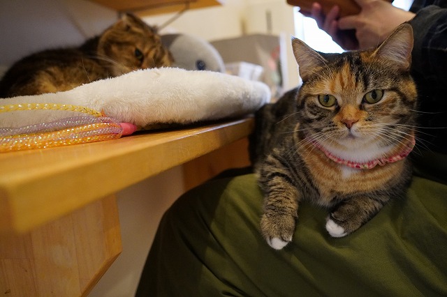 ちゃっかりもののあられちゃん