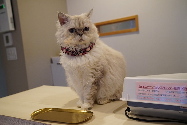 受付のしずくちゃん