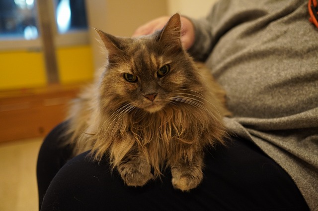 乗りまくりこむぎちゃん