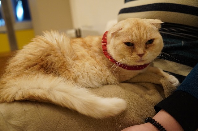 ぺろぺろくるみちゃん