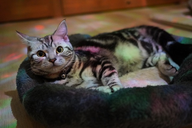 年初めから乗り出すあずきちゃん