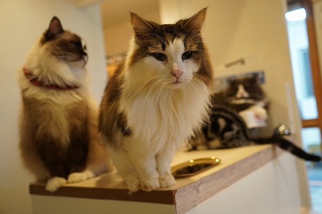 受付に上るボンボンちゃん