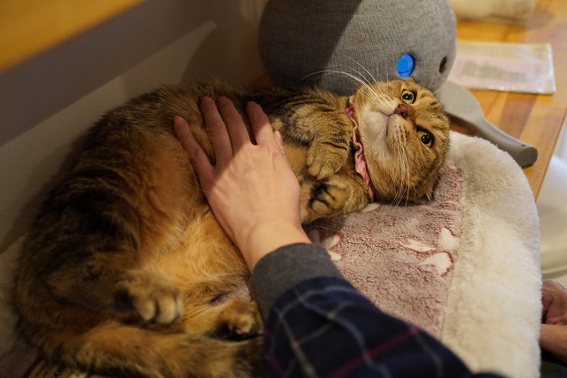 カウンターのざらめちゃん