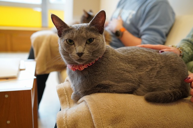 変幻自在なおもてなしのローズちゃん