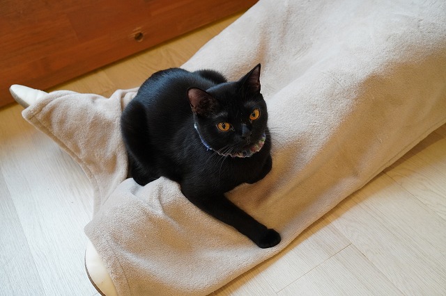 うにくんもおひざ乗り