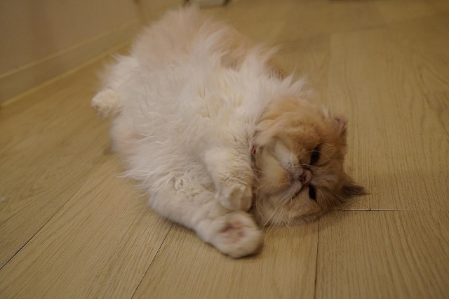 もなかちゃん６才