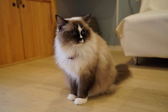 ホール活動ちまきちゃん