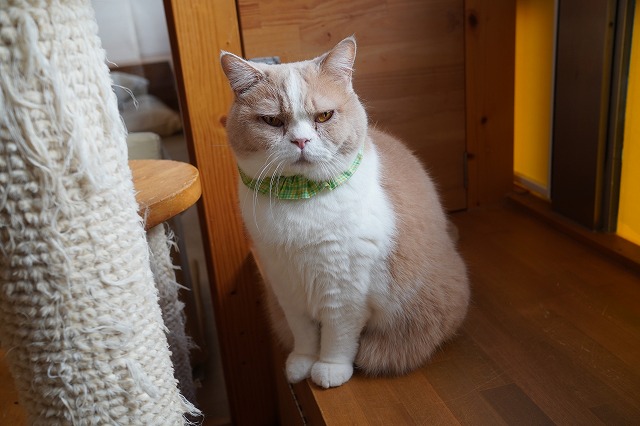 コロン君おひざ乗り復帰か